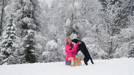 Welche Aktivitäten kann ich mit meinem Hund in der Winterpause unternehmen?